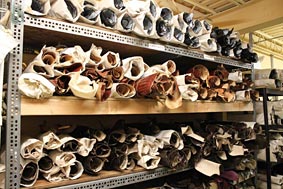 American Alligator Skins